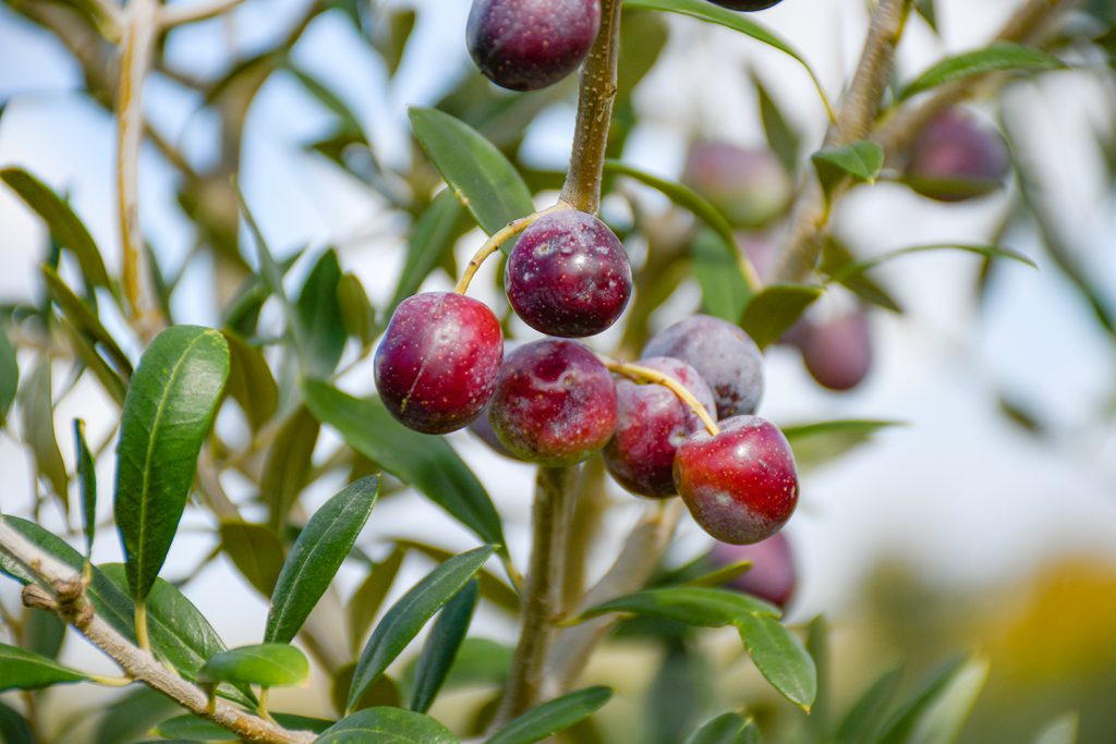 Olive Albero Salento