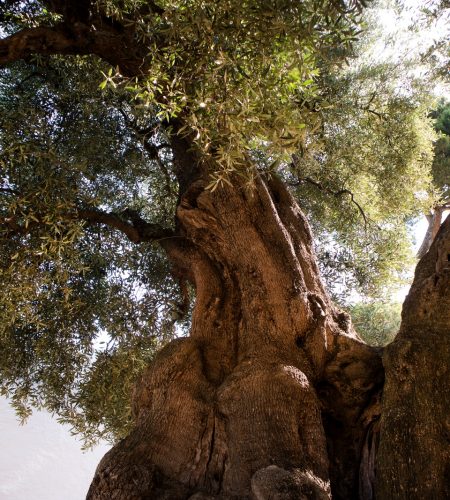 albero olivo